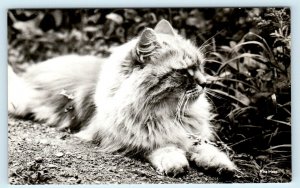 RPPC  ~ CUTE KITTEN  ~  Reposing Outdoors 1946  Postcard