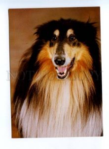 164392 Sheltie COLLIE Dog old Color PHOTO postcard