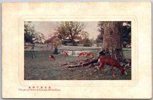 The Group Deers At Kasuga Shrine Nara Japan Postcard