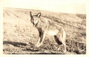 RPPC A Denizen of the Western Plains, the Crafty Coyote c1940s Vintage Postcard