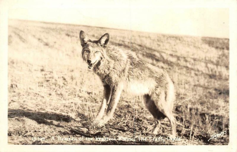 RPPC A Denizen of the Western Plains, the Crafty Coyote c1940s Vintage Postcard