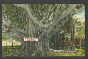 Ca 1940 PPC BANYAN TREE GIVEN BY EDISON TO FIRESTONE SARASOTA FL LINEN TYPE MINT