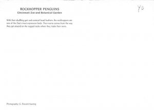 Rockhopper Penguins, Cincinnati Zoo 