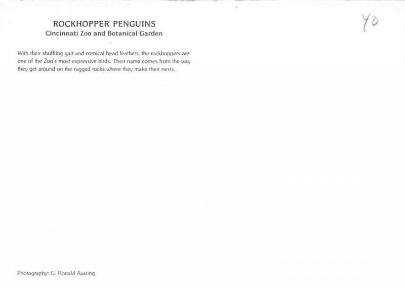 Rockhopper Penguins, Cincinnati Zoo 