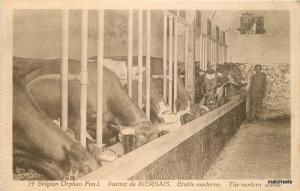 1920s  Belgium farming Agriculture Dairy postcard 7639 animals