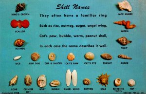 Shellfish Shell Names