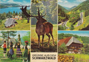 Greetings Gruesse Aus Dem Schwarzwald Germany