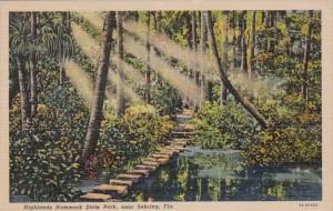 Florida Sebring  Highlands Hammock State Park Curteich