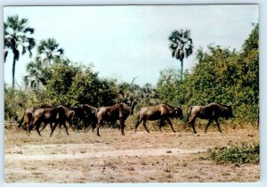 MOZAMBIQUE, AFRICA ~ Gorongosa National Park WILDEBEEST Herd 4x6 Postcard