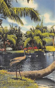 Sand Hill Crane in Tropical Floirda Jungle Gardens - Sarasota, Florida FL Pos...