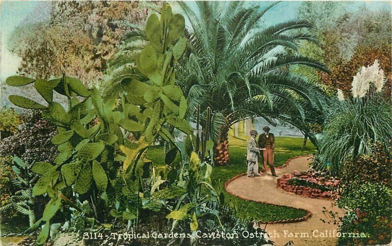 California Cawston Ostrich Farm Tropical Gardens Mitchell 1914 Postcard 21-5998