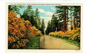 OR - Oregon Coast Hwy. The Golden Trail, Scotch Broom in Blossom