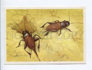 271925 USSR Aristov Gryllus campestris field cricket 1990 card