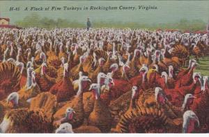 A Flock Of Fine Turkeys In Rockingham County Virginia