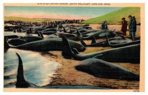 Postcard BUSINESS ACTIVITY SCENE Cape Cod Massachusetts MA AP4457