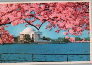 Jefferson Memorial Cherry Blossoms Washington DC Continental Postcard