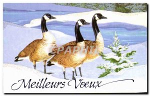 Modern Postcard Best Wishes Ducks Wild Geese birds