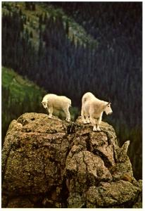 Mountain Goats in the Rocky Mountains