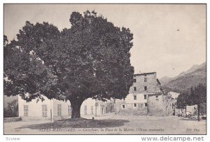 ALPES-MARITIMES.-Castellear , la Place de la Mairie , l'Orme centenaire , Fra...