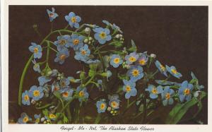 Forget-Me-Not, The Alaskan Flower, Alaska PC5393