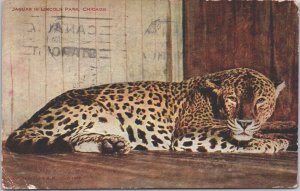 USA Jaguar In Lincoln Park Chicago Illinois Vintage Postcard 09.45