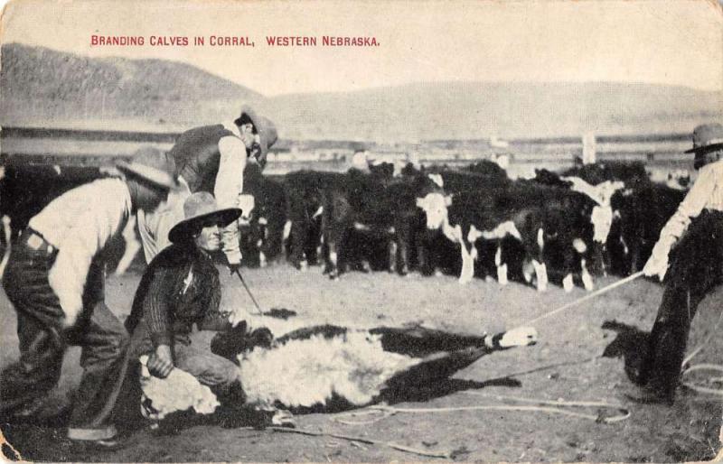 Western Nebraska cowboys branding calves in corral antique pc Y12950