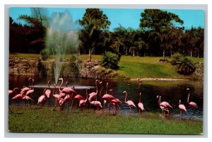 Vintage 1950's Photo Postcard Birds of Tropical Florida Flamingos