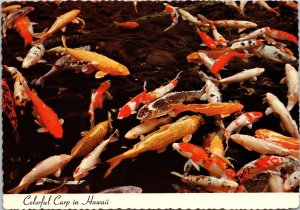 Colorful Carp in Fishpond Hawaii Postcard Photo Loye Guthrie