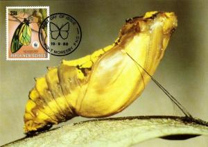Papua New Guinea, PNG, Queen Alexandra's Birdwing Larva Butterfly Postcard 1988 