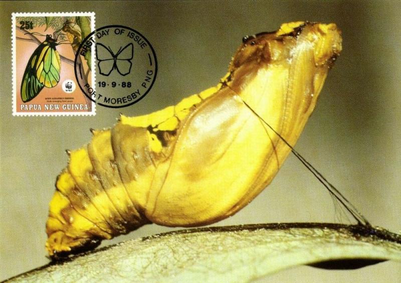 Papua New Guinea, PNG, Queen Alexandra's Birdwing Larva Butterfly Postcard 1988