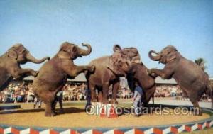 Sarasota Florida USA  Barnum & Bailey Circus Old Vintage Antique Post Card Po...