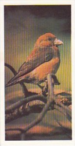 Brooke Bond Vintage Trade Card Woodland Wildlife 1980 No 28 Crossbill