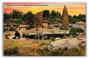 View Across African Plains New York City Zoological Park UNP DB Postcard N24