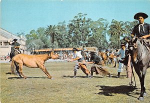 Lot 15 montevideo uruguay Creole party dressage foals horse
