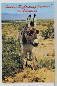 AR ~ Another Sightseeing Jackass in Arkansas ~ Donkey in Sunglasses Postcard P10