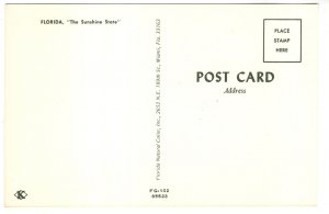 Greetings from Florida, Pictorial Map