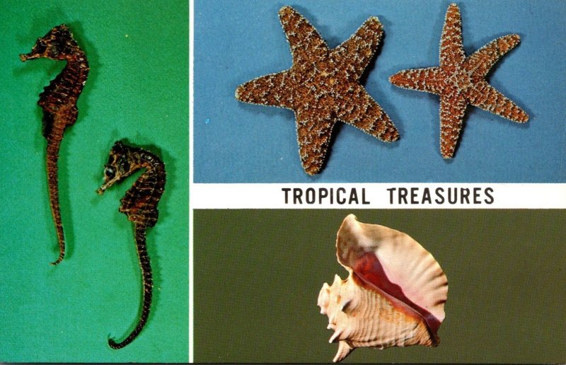 Florida Tropical Treasures Seahorse Starfish and Conch