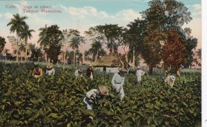 Cuba Typical Tobacco Plantation sk6589