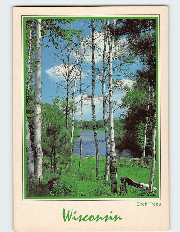 Postcard Birch Trees, Wisconsin