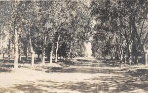 Rocky Ford Colorado?~Unpaved Street surrounded by Trees~Otero County~1908 RPPC