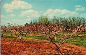 North Carolina Piemont Peach Blossom Time