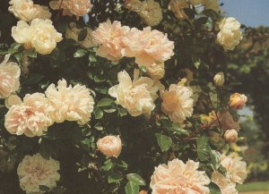 Leontine Gervais Rose Roses Society Postcard