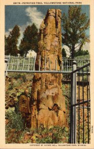 Yellowstone National Park Petrified Tree Curteich