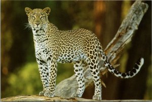 Leopard Images of Africa Photobank Postcard PC511