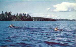 Cow Moose and Calf Crossing a Wilderness Lake - Ontario, Canada - pm 1961