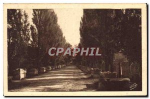 Postcard Ancient Arles sur Rhone Les Alyscamps Allee Tombs