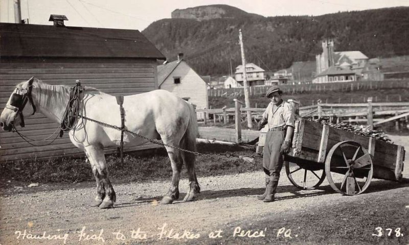 Perce Quebec Canada Hauling Fish Horse Cart Real Photo Postcard AA28368