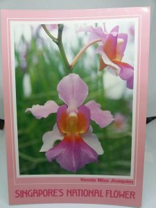 Singapore National Flower Vanda Miss Joaquim Vintage Postcard