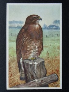 Bird Theme BUZZARD Artist H.J. Slijper c1950s Postcard by R.S.P.B.