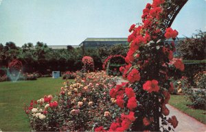 Postcard Rose Garden In Fenway Boston Massachusetts